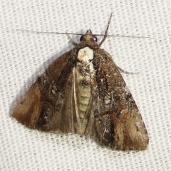 Bryolymnia semifascia