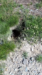 Marmota marmota
