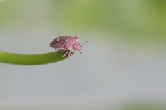 Dyroderes umbraculatus