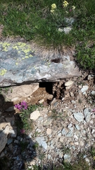 Marmota marmota