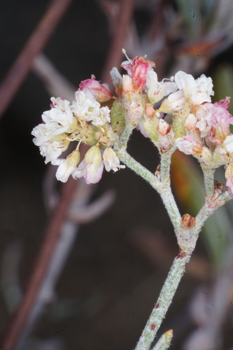 Gate Canyon buckwheat (Eriogonum hylophilum)