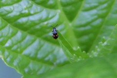 Anthocomus fasciatus