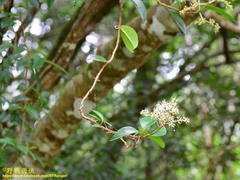 Hydrangea viburnoides