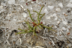 Anabasis truncata