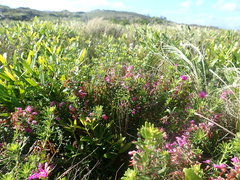 Indigofera sulcata