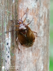 Deraeocoris flavilinea