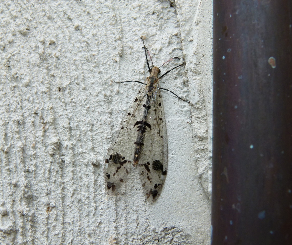 Eastern Spotted-winged Antlion