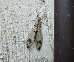 Dendroleon obsoletus