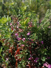 Indigofera sulcata