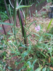 Epilobium palustre
