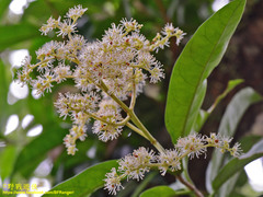 Hydrangea viburnoides