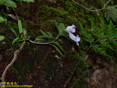 Lysionotus pauciflorus