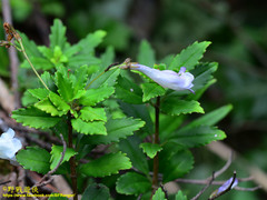 Lysionotus pauciflorus