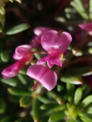Indigofera sulcata