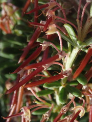 Indigofera sulcata
