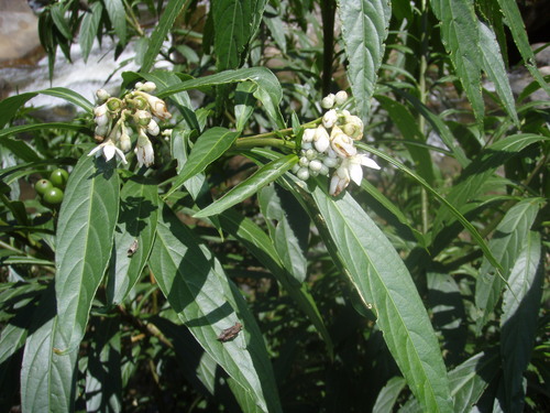 Solanum monadelphum