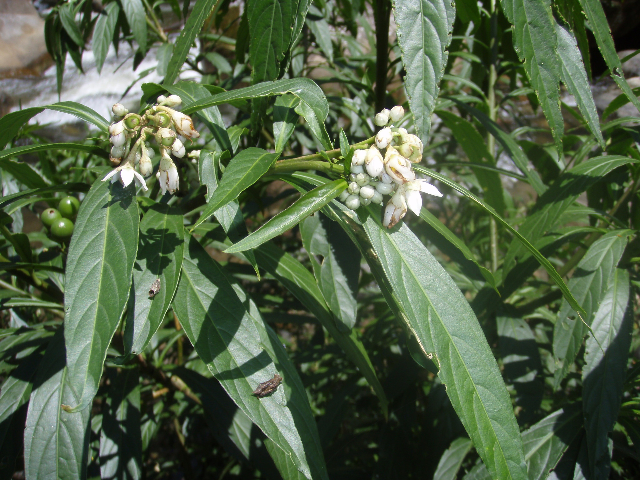 Solanum monadelphum