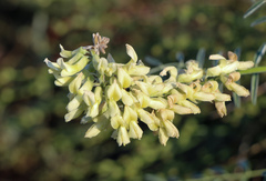 Sophora alopecuroides
