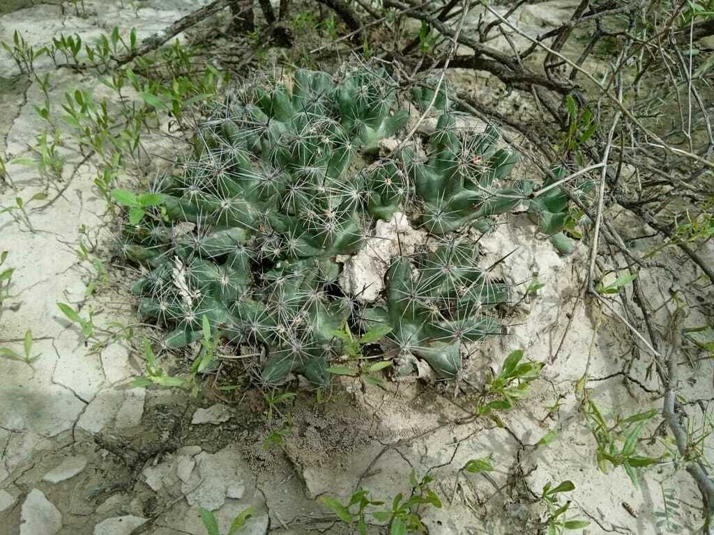 Coryphantha macromeris, Mina, N.L., México