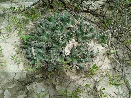 Coryphantha macromeris