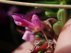 Indigofera sulcata