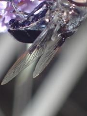 Copestylum violaceum