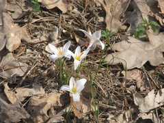 Crocus reticulatus