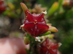 Drosanthemum intermedium