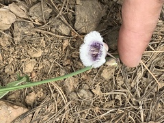 Calochortus coeruleus