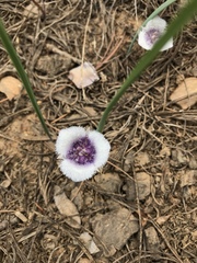 Calochortus coeruleus