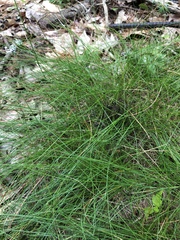 Deschampsia