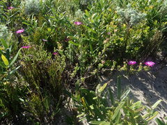 Drosanthemum intermedium