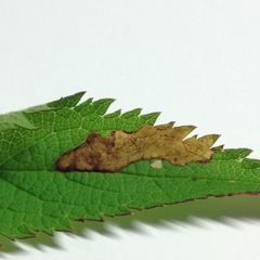 Calycomyza verbenae
