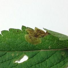Calycomyza verbenae