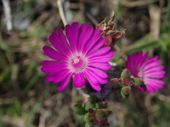 Drosanthemum intermedium