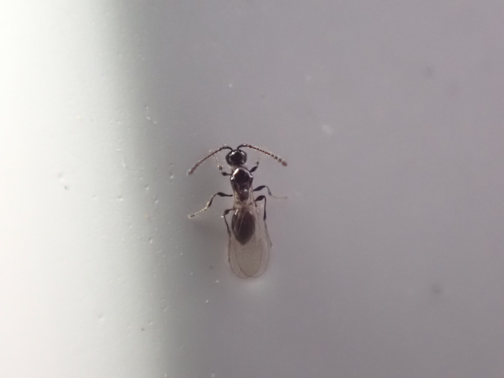 Trichopria oogaster