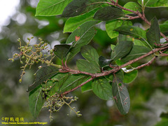 Viburnum arboricolum
