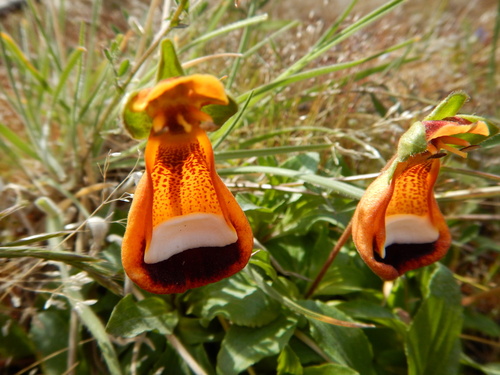 Image of Calceolaria uniflora by (c) B Jaeger-Stanley, some rights reserved (CC BY)