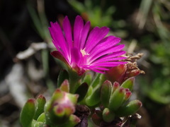 Drosanthemum intermedium