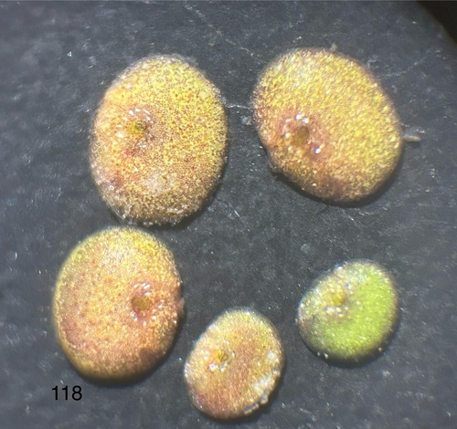 Spirodela polyrhiza iNat (2)