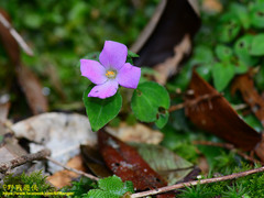 Sarcopyramis napalensis delicata
