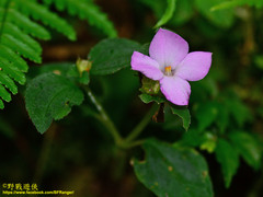 Sarcopyramis napalensis delicata