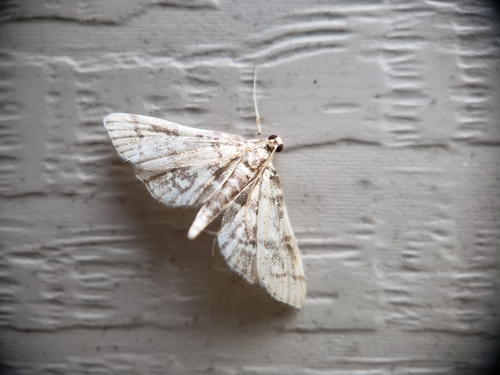 Checkered Apogeshna Moth photo 5