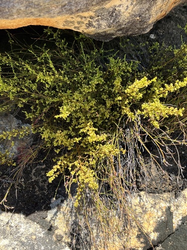 Image of Thesium ericifolium by (c) Dave U, some rights reserved (CC BY-SA)