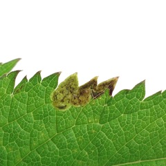 Calycomyza verbenae