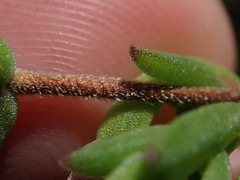 Drosanthemum intermedium