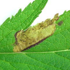 Calycomyza verbenae