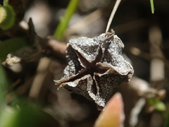 Drosanthemum intermedium