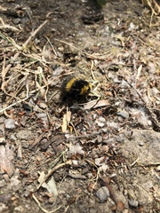 Bombus