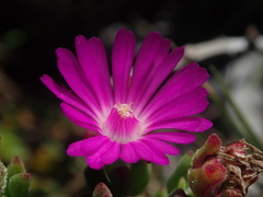 Drosanthemum intermedium